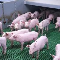 des porcs sur caillebotis