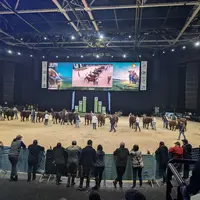 vente aux enchères de vaches de la race salers lors du sommet de l'élevage 2024 en Auvergne