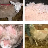 Dans les cas les plus avancés, le prurit s’intensifie, les lésions apparaissent : de larges portions de la toison commencent à tomber, la peau est à v