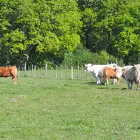 Vaches limousines et charolaises dans un pré