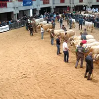 Des boeufs charolais se tiennent dans un ring avec leurs éleveurs et le jury, le public est réparti autour de l'espace.