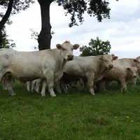 vaches charolaises dans un près