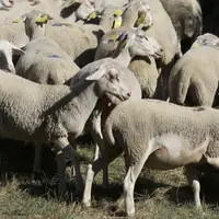 Des BMC en pâture