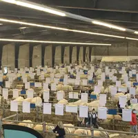 vue générale sur les animaux du concours