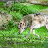 Bilan de la dernière attaque à Grèzes : un bélier et deux brebis dévorés et une brebis blessée.