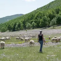 Une bergère et son troupeau