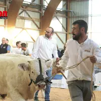 Un éleveur et une vache charolaise
