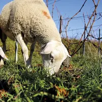 Des brebis en pâture