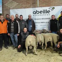 Des hommes posent avec des moutons de race charollaise