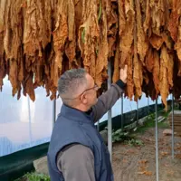 agriculteur tabac culture filière tabac