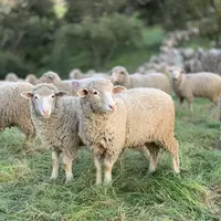 moutons aides ovins viande