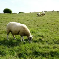 mouton FCO équarissage situation sanitaire