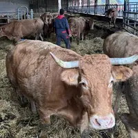 Loïc avec ses vaches