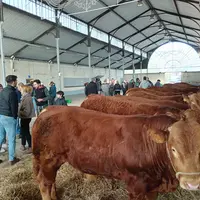 Dans un hangar des reproducteurs limousins sont alignés le long d'un mur, des personnes discutent dans l'allée