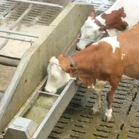 deux vaches qui boivent dans un abreuvoir