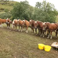 Mi janvier, les éleveurs de chevaux pourront déposer un dossier au titre de l'action 2.1 du plan de filière équine, relative à l'aide aux investisseme