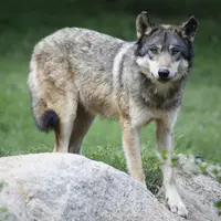 loup sur une pierre dans la campagne