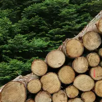 forêt arbres coupés