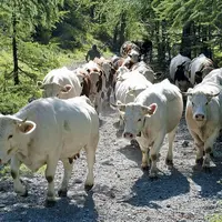 Un troupeau bovin en forêt