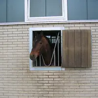 étalon au box