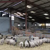 des moutons sont rassemblés autour d'une mangeoire dans un hangar agricole