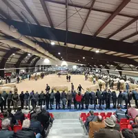 Vue d'ensemble d'un hanger avec des spectateurs vus de dos et des vaches charolaises sur le ring.