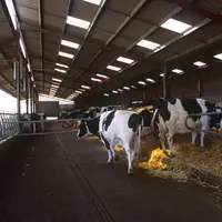 vaches prim holstein dans un bâtiment