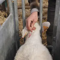 vaccination d'un jeune bovin