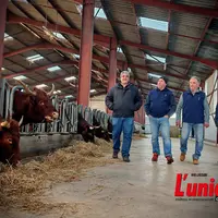 Des représentants de trois coops marchent aux côté d'un éleveur dans une stabulation où sont abritées des vaches salers