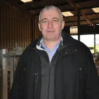 Homme dans une stabulation de vaches de races à viande charolaise.