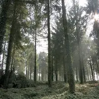 Une forêt en pleine lumière