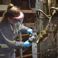 femme pareuse qui s'occupe des pieds d'une vache