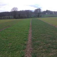 Effet du manque d’azote sur différentes variétés d’orge en sortie d’hiver.