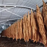Des feuilles de tabac sont suspendues dans un tunnel de séchage