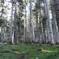 le changement climatique va 10 fois plus vite que la migration naturelle des arbres