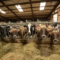 vaches laitières dans un bâtiment d'élevage qui mangent du foin.