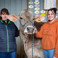 vache brune qui pose avec ses éleveuses