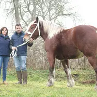 Un cheval comtois et ses deux propriétaires