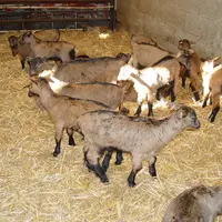 chèvres chevreaux engraissement collecte
