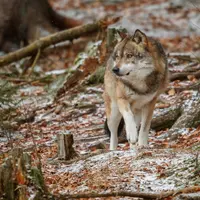 Loup dans la foret