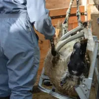 matériel de contention mouton prévention du risque animal aides MHE et FCO