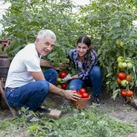 Deux personnes de générations différentes sans des plants de tomates