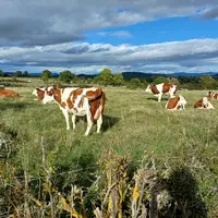 Il existe des leviers pour augmenter le TB du lait.