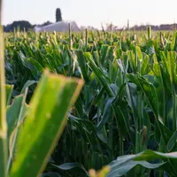 maïs semence plantation culture récolte alimentation
