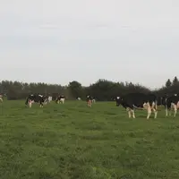 Une prairie
