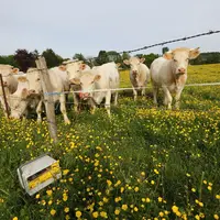 vaches charolaises derrière une clôture électrique