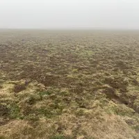 prairie infestée de campagnols terrestres