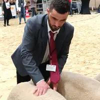 un homme palpe la croupe d'un mouton