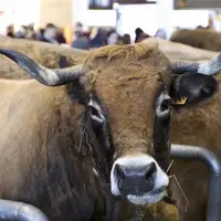 Une Aubrac au salon international de l'agriculture