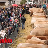 les gens à gauche regardent des vaches